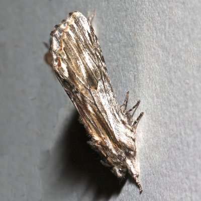 8017, Oligocentria lignicolor, White-streaked Prominent