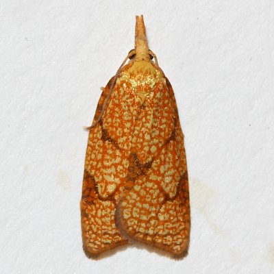 3720 Cenopis reticulatana, Reticulated Fruit Worm Moth