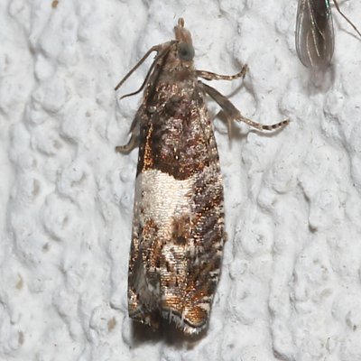 3310, Epinotia transmissana, Walker's  Epinotia