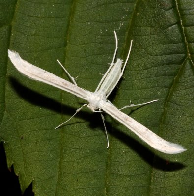 6203, Helismia homodactylus, Plain Plume Moth