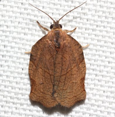 3658, Archips  purpurana, Omnivorous Leafroller