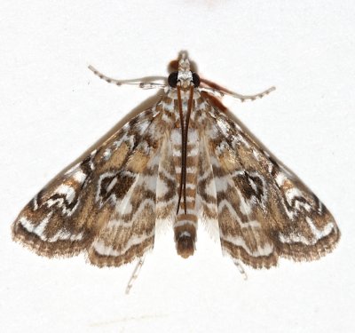 4751,  Elophila gyralis, Waterlily Borer  