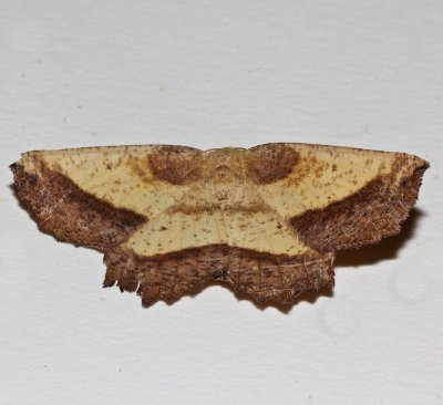 6724,  Euchlaena serrata, The Saw-wing  