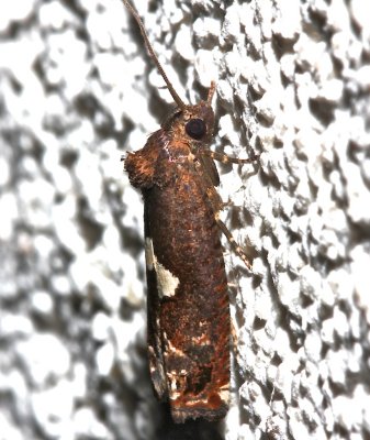 3202, Epiblema otiosana, Bidens Borer