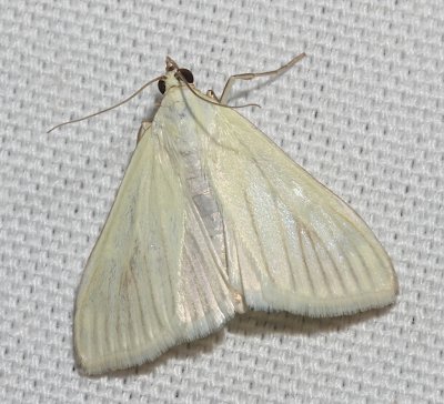 4986.1, Sitochroa palealis, Greenish-yellow Sitochroa Moth