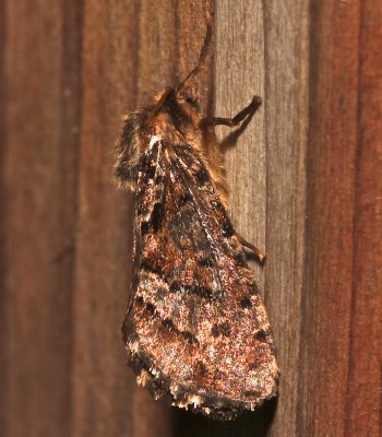 0031, Korschellus  gracilis, Conifer Swift Moth