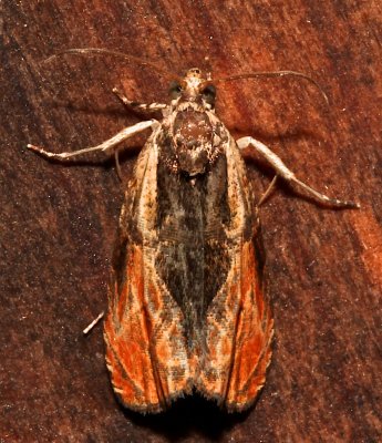 2800, Olthreutes nigranum, Variable Nigranum Moth