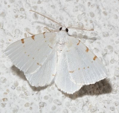 6273, Speranza pustularia, Lesser Maple Spanworm