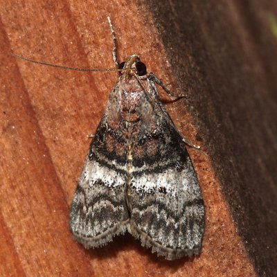 5606, Pococera asperatlla, Maple Webworm 
