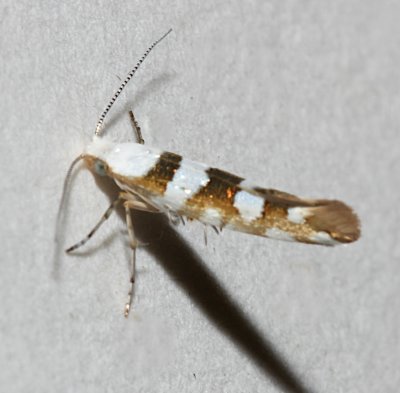 2457,  Argyresthia goedartella, Bronze Alder Moth 