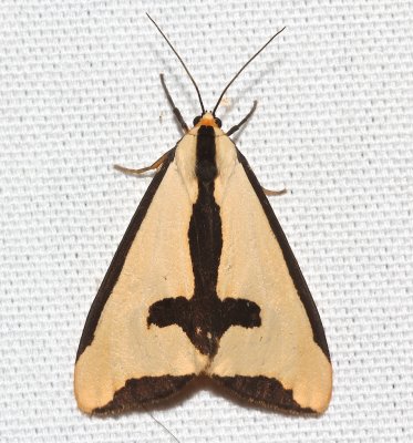8107, Haploa clymene, Clymene Moth  