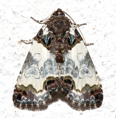 9062 Cerma cerintha. Tufted Bird-dropping Moth