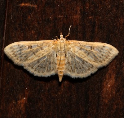 5275, Herpetgramma pertextalis, Bold-feathered Grass Moth  