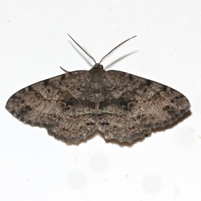 6620, Melanolophia canadaria