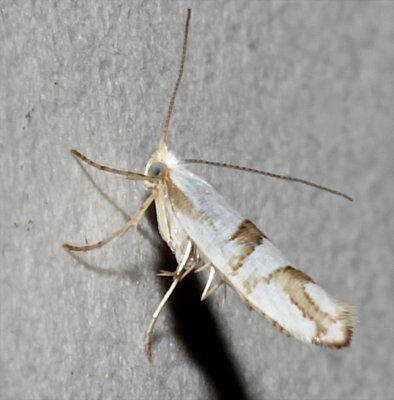 2467, Argyresthia oreaselia, Cherry Shoot Borer