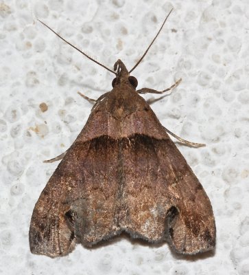 8393, Lascoria ambigualis, Ambiguous Moth  