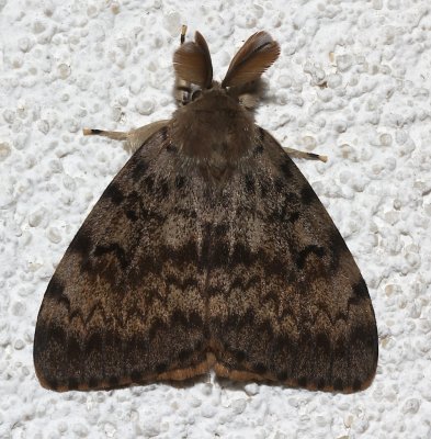 8318, Lymantria dispar, Gypsy Moth, male