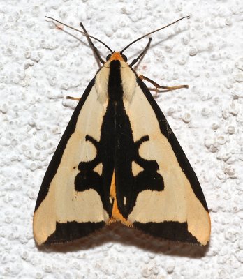 8107, Haploa clymene, variation