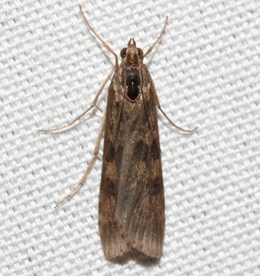5156, Nomophila nearctica, Lucerne Moth