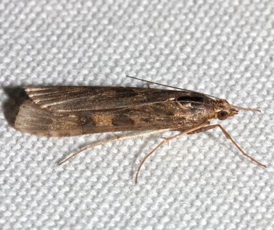 5156, Nomophila nearctica, Lucerne Moth