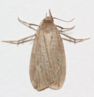 8045.1, Crambidia pallida, Pale Lichen Moth