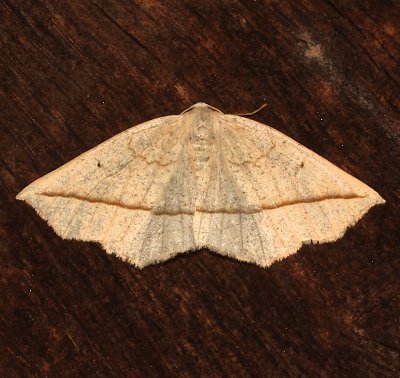 6963, Tetracis crocallata, Yellow Slant-line