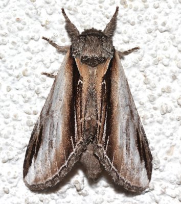7922, Pheosia rimosa, Black-rimmed Prominent
