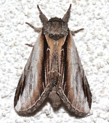 7922, Pheosia rimosa,  Black-rimmed Prominent  