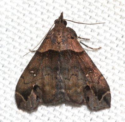 8393, Lascoria ambigualis, Ambiguous Moth 
