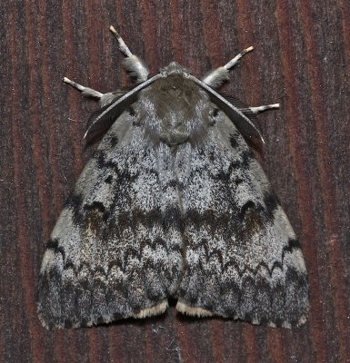 8318, Lymantria dispar, Gypsy Moth