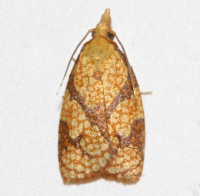 3720, Cenopis reticulatana, Reticulated Fruitworm Moth