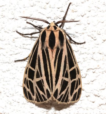 8176, Grammia Anna, Anna Tiger Moth  