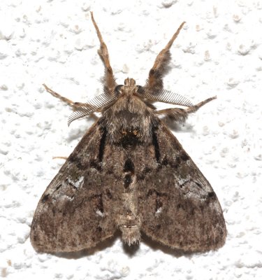 8305, Dasyshira pinacola, Pine Tussock Moth