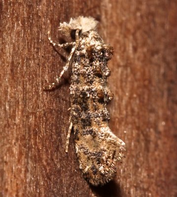 0317, Xylesthia pruniramiella, Speckled Xylesthia