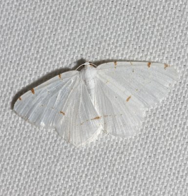 6273, Speranza pustularia, Lesser Maple Spanworm