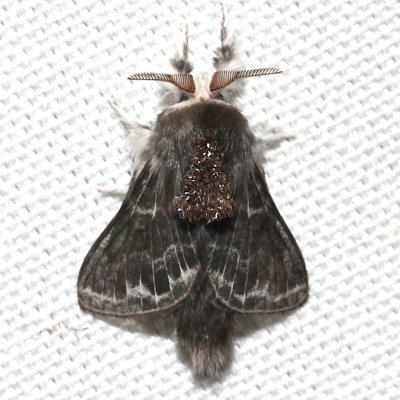 7673, Tolype laricis, Larch Tolype