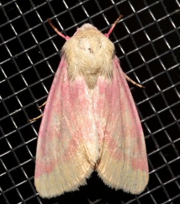 11164, Schinia florida, Primrose Moth 