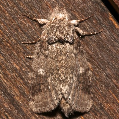 7998, Lochmaeus manteo, Variable Oakleaf Caterpillar Moth