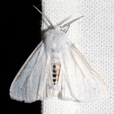 8137, Spilosoma Virginica, Virginian Tiger Moth