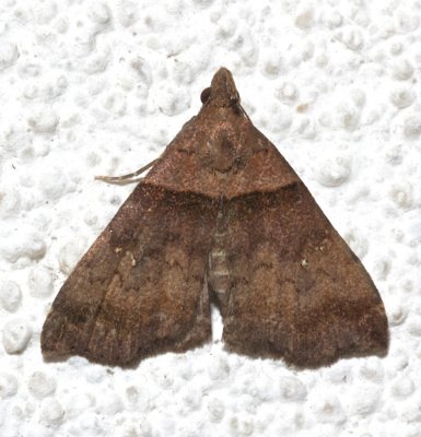 8393, Lascoria ambigualis, Ambiguous Moth