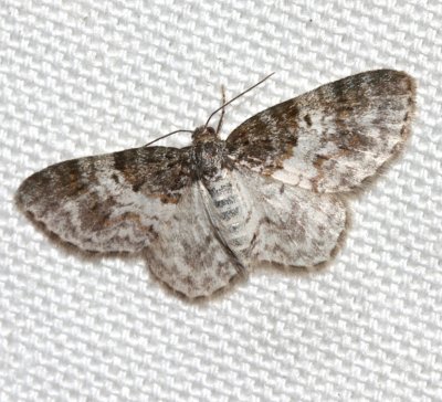 7422, Hydrelia inornata, Unadorned Carprt Moth