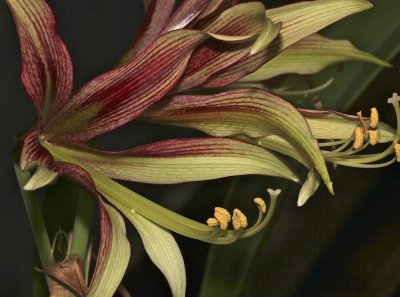 Amaryllis
