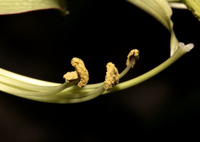 Amaryllis pollen  