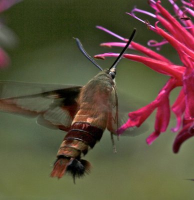 7853, Hemaris thysbe, Hummingbird Clearwing