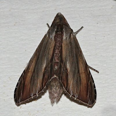 10202, Cucullia convexipennis, Brown-hooded Owlet