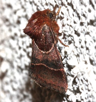 11128, Schinia arcigera, Arcigera Flower Moth