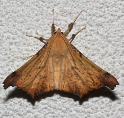 6797, Ennomos magnaria, Maple Spanworm