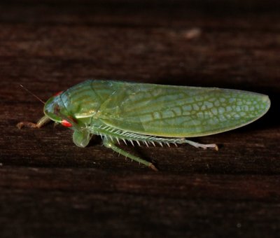 Leafhopper 2  