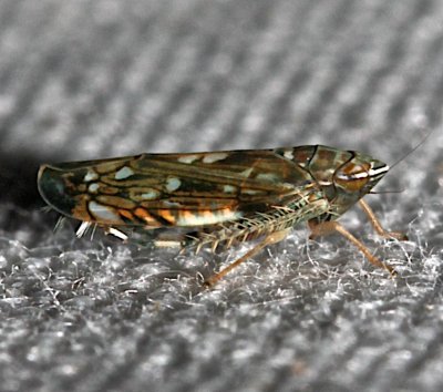 Leafhopper 3.1  