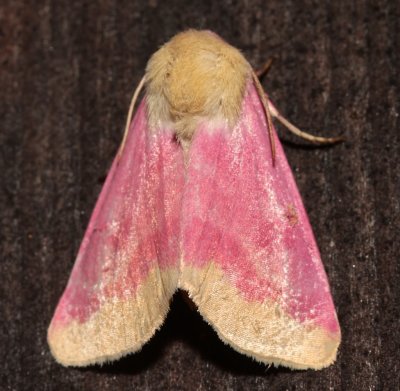 11164, Schinia florida, Primrose Moth